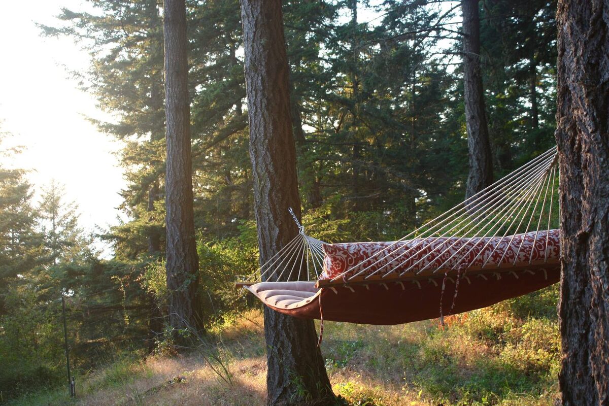 Forest hammock